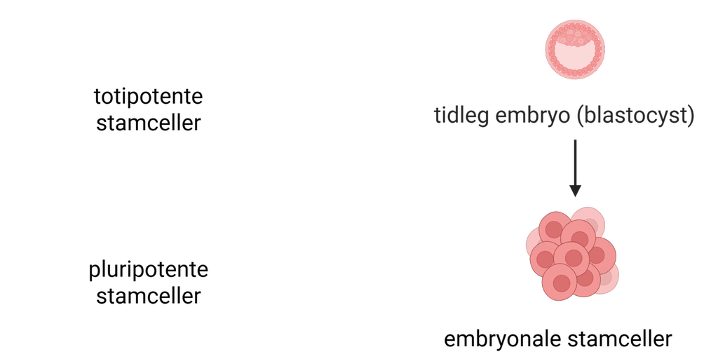 Tidlig embryo og embryonale stamceller.