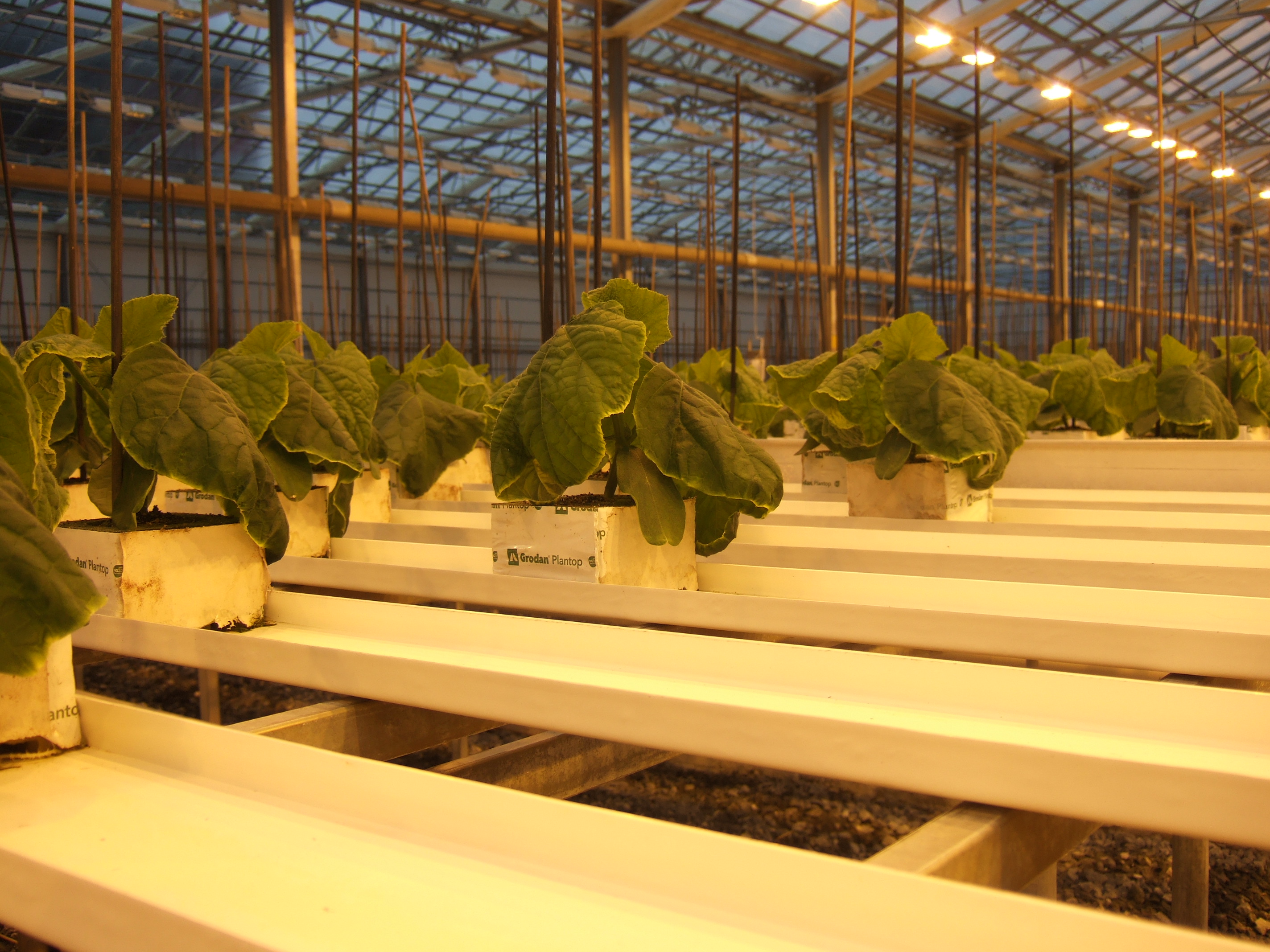 Små planter plassert i renner i et veksthus. Foto.