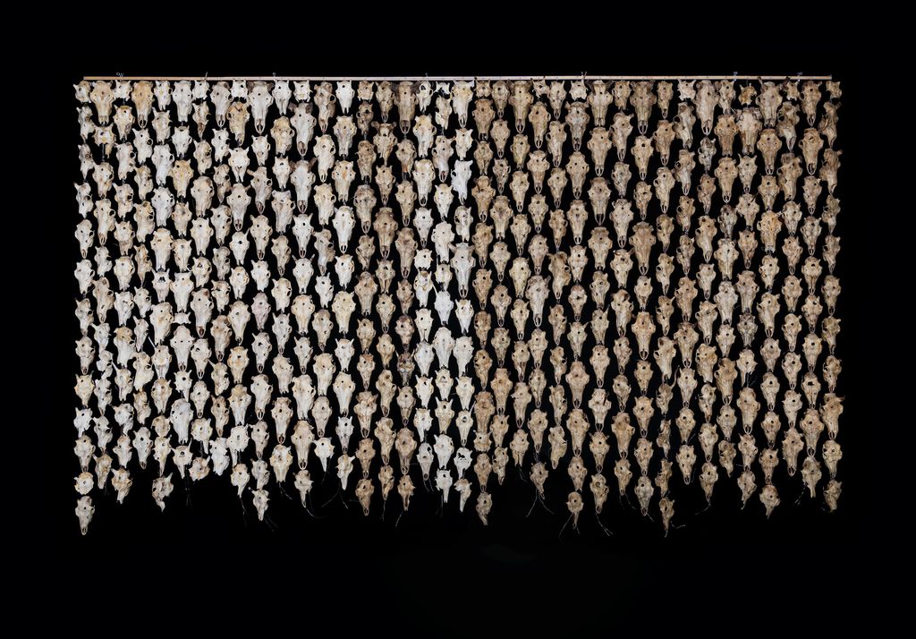 Reinsdyrskallar med kulehol er hengde saman som eit stort veggteppe. Foto.