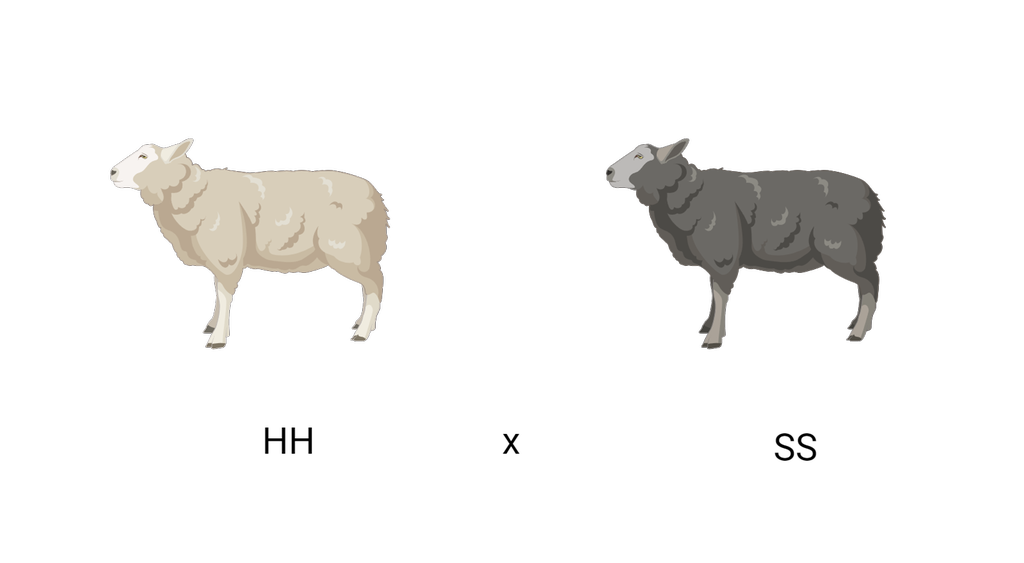 En hvit og en svart sau med tilhørende genotyper. Hvit sau har stor H stor H og svart sau har stor S stor S. Illustrasjon.