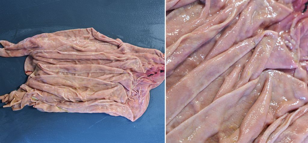 Kollasj av to bilder som viser bladmagen. Den er lakserosa, med tynne folder eller blader som ligger over hverandre. Foto.