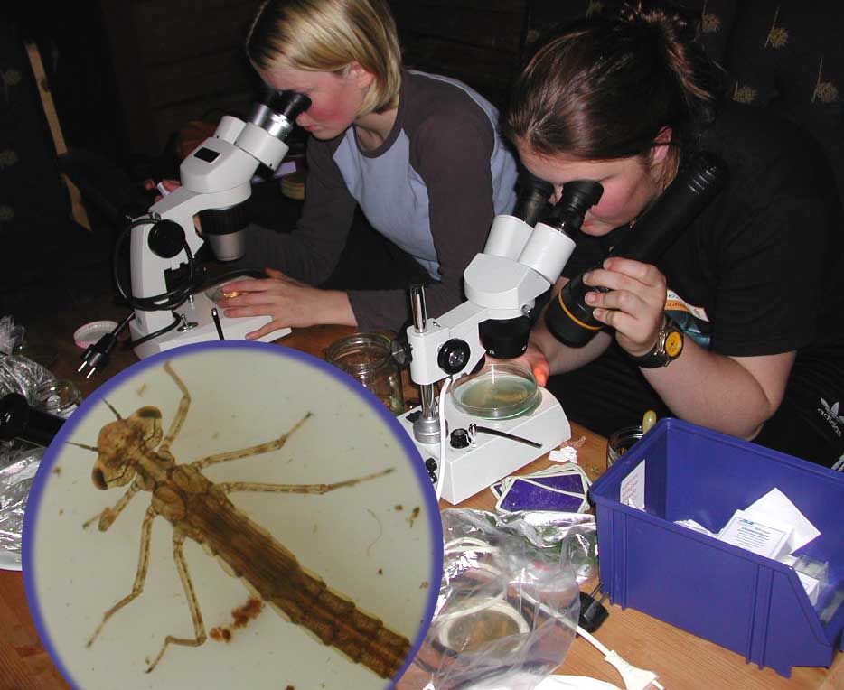 To elevar studerer plankton i stereolupe. Foto.
