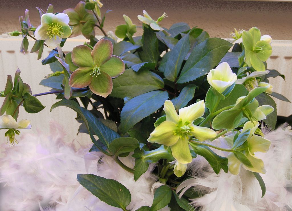 Plante med grønne blader og kvite blomster. Foto.