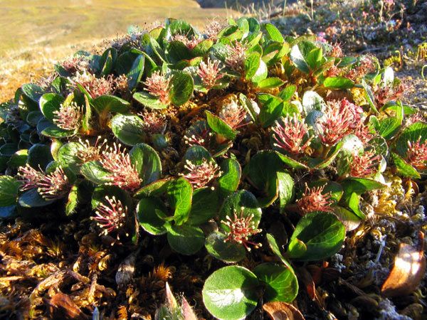 Nærbilde av polarvier med grønne blader og røde blomsteraks. Foto