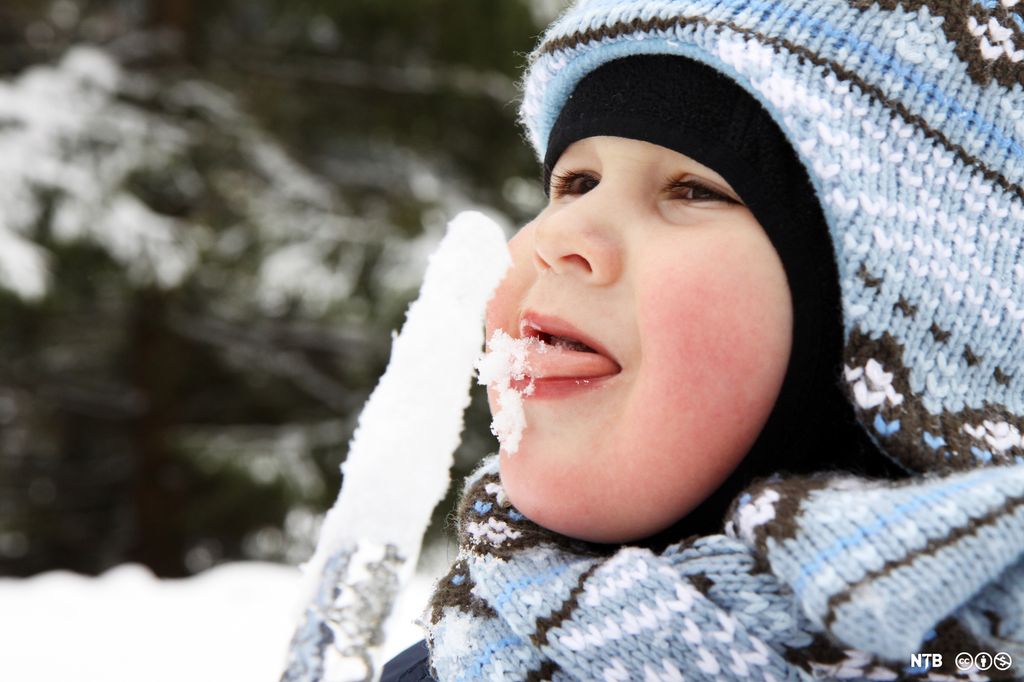 Et lite barn med lue og skjerf slikker på en snødekket istapp. Foto.