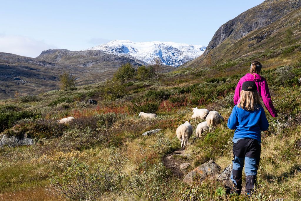 En voksen og et barn går bak en saueflokk. Det er høstfarger i terrenget og nysnø på en fjelltopp i horisonten. Foto.