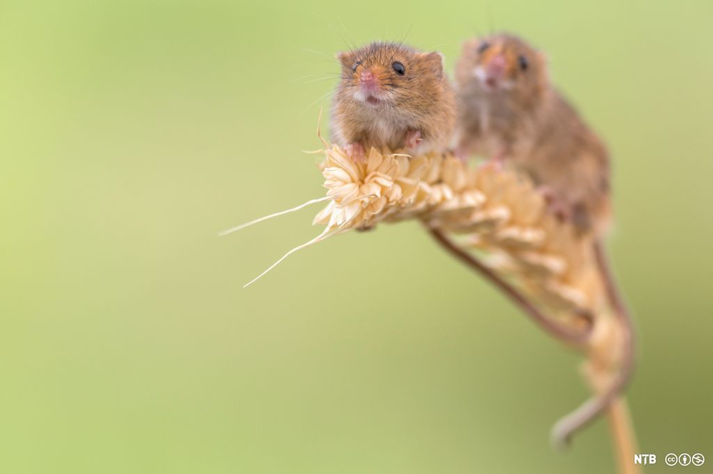 Photo: We see two small mice sitting on a stalk of wheat. 
