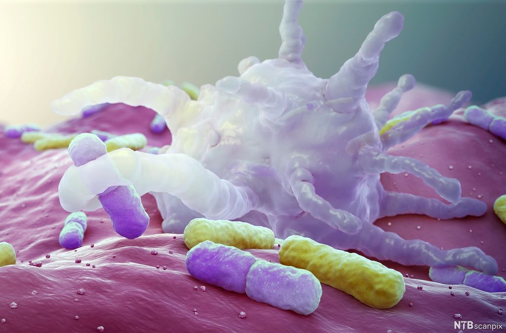 Aktivert immunforsvar. En stor hvit celle – en makrofag – spiser en liten fremmed bakterie. Illustrasjon.
