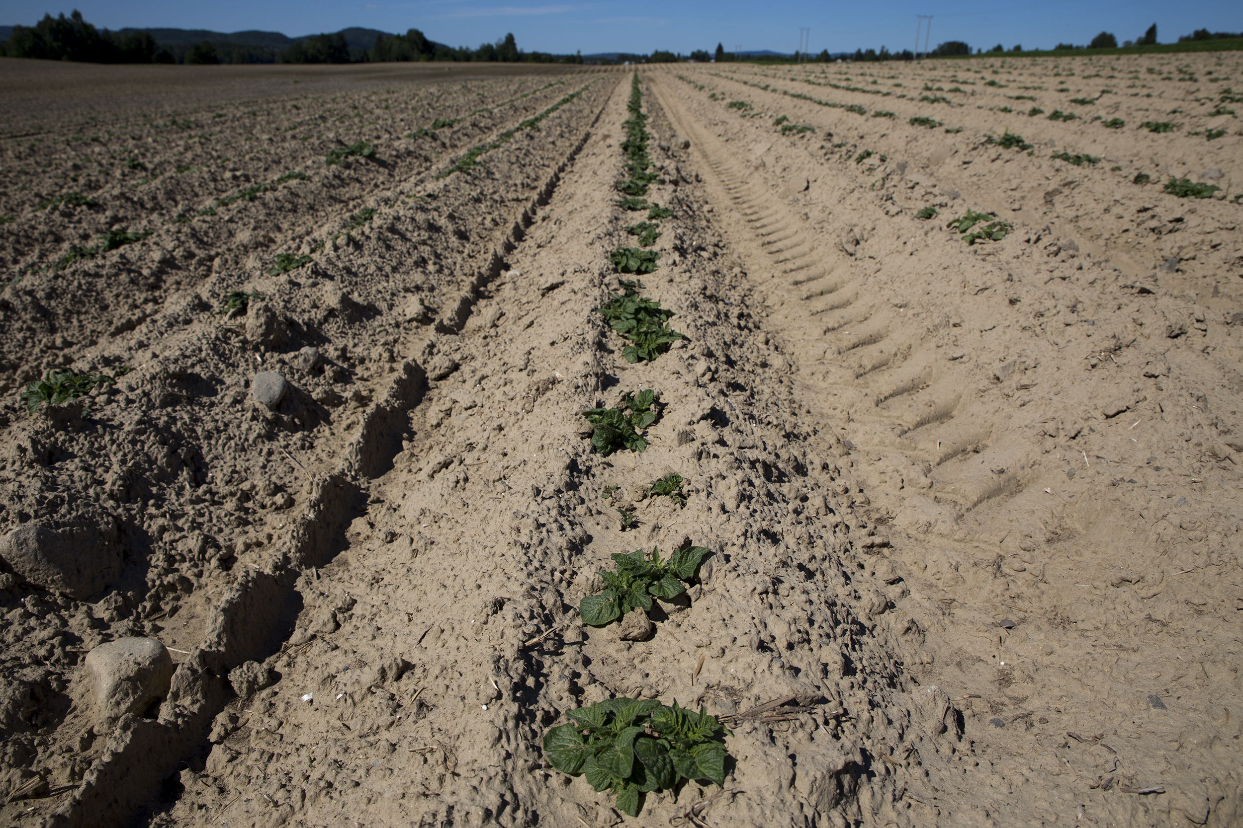 Små potetplanter på rad kommer opp av jorda. Foto.