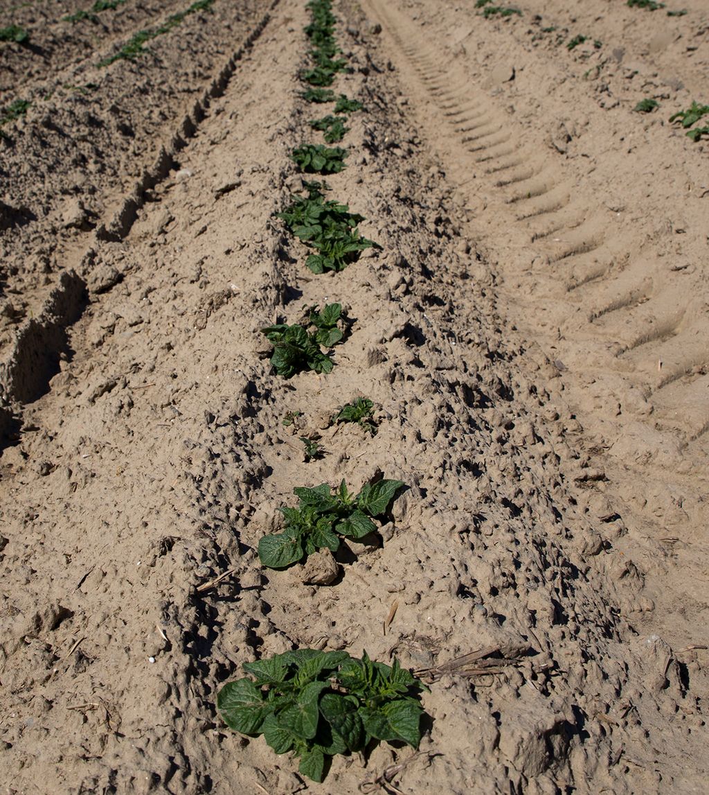Små potetplanter på rad kommer opp av jorda. Foto.