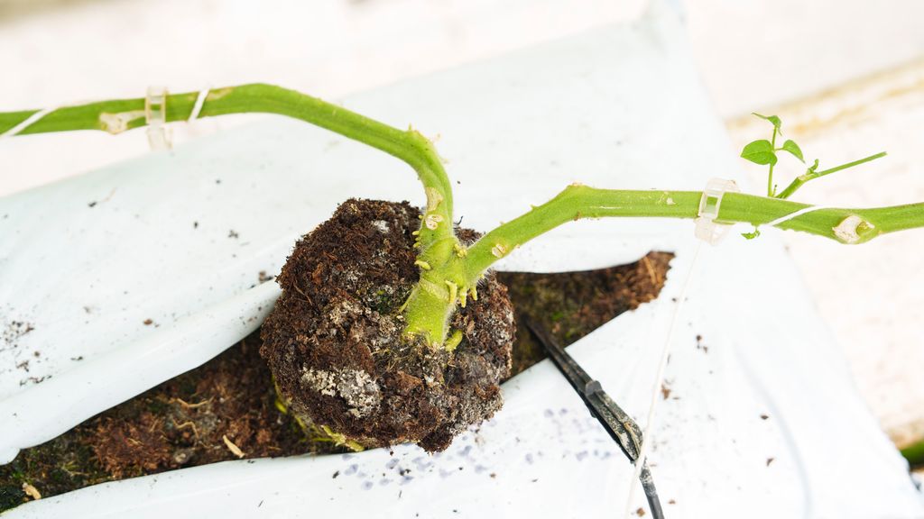 Nederste del av tomatplante som er splittet i to stengler. Foto.