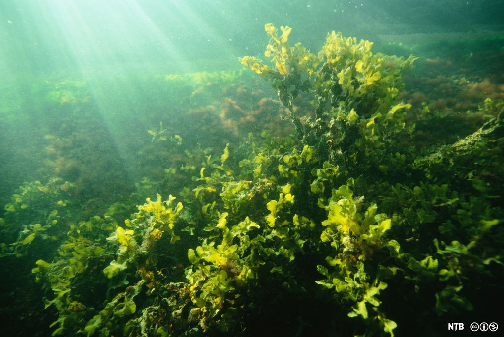 Grønn plante står under vann. Lyset fra sola kommer ned gjennom vannet. Foto.