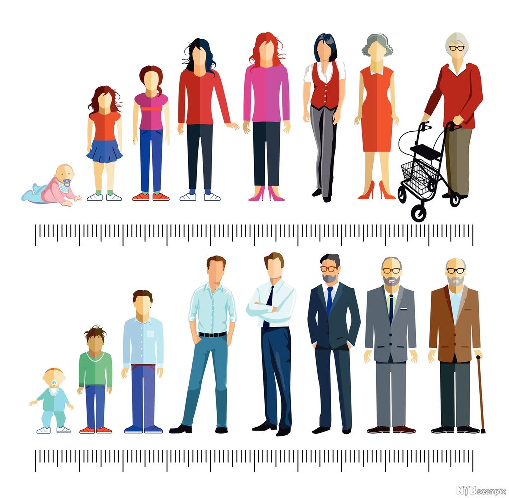 Til saman seksten personar (åtte av kvart kjønn) i ulik alder er oppstilte etter kvarandre i to rekkjer – frå barndom til alderdom. Illustrasjon.