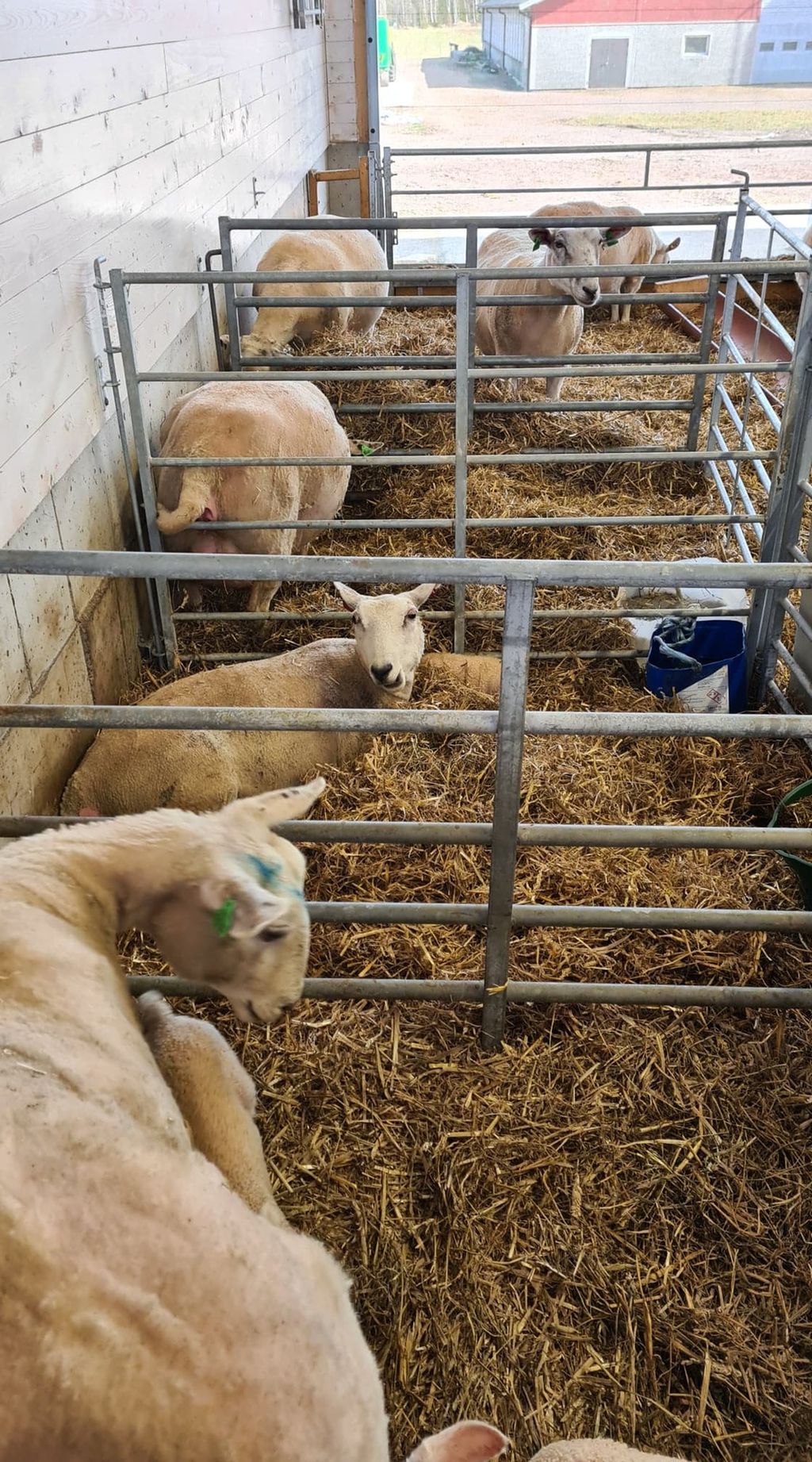 Flere søyer som går i hver sine fødebinger med halm. Foto.