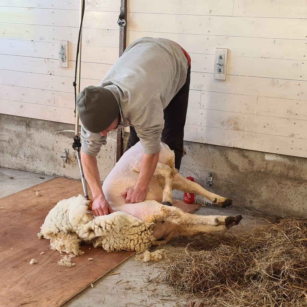 En mann klipper en sau. Foto.