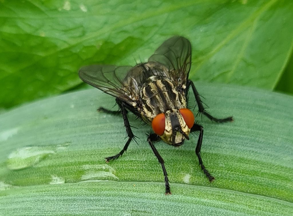 Flue med røde øyne og mange sansehår. Foto.
