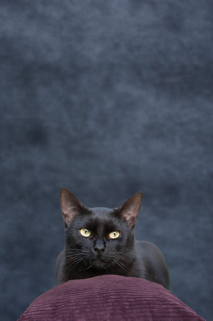 Svart katt med gule øyne ligger på ei pute. Foto.