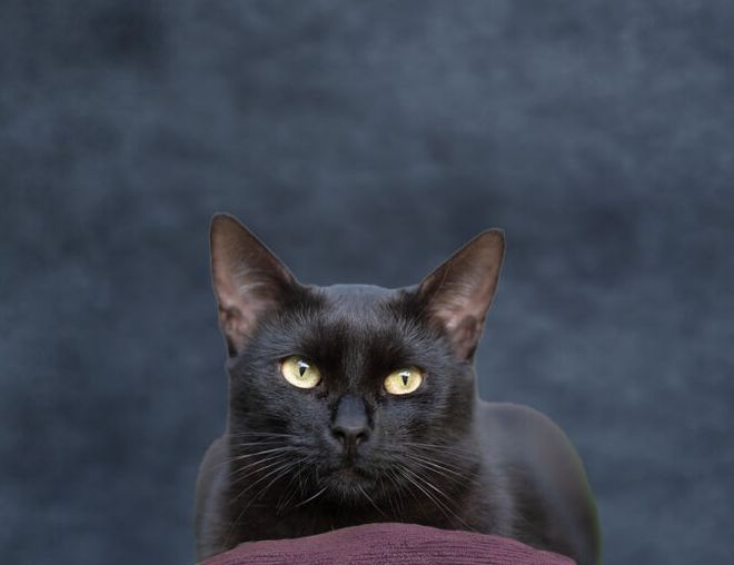 Svart katt med gule øyne ligger på ei pute. Foto.