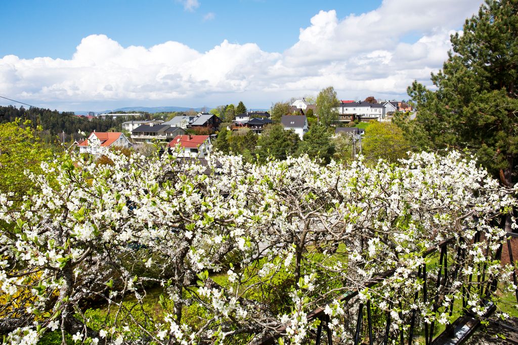 Kvite blomstrar på små tre i ein hage. Foto.