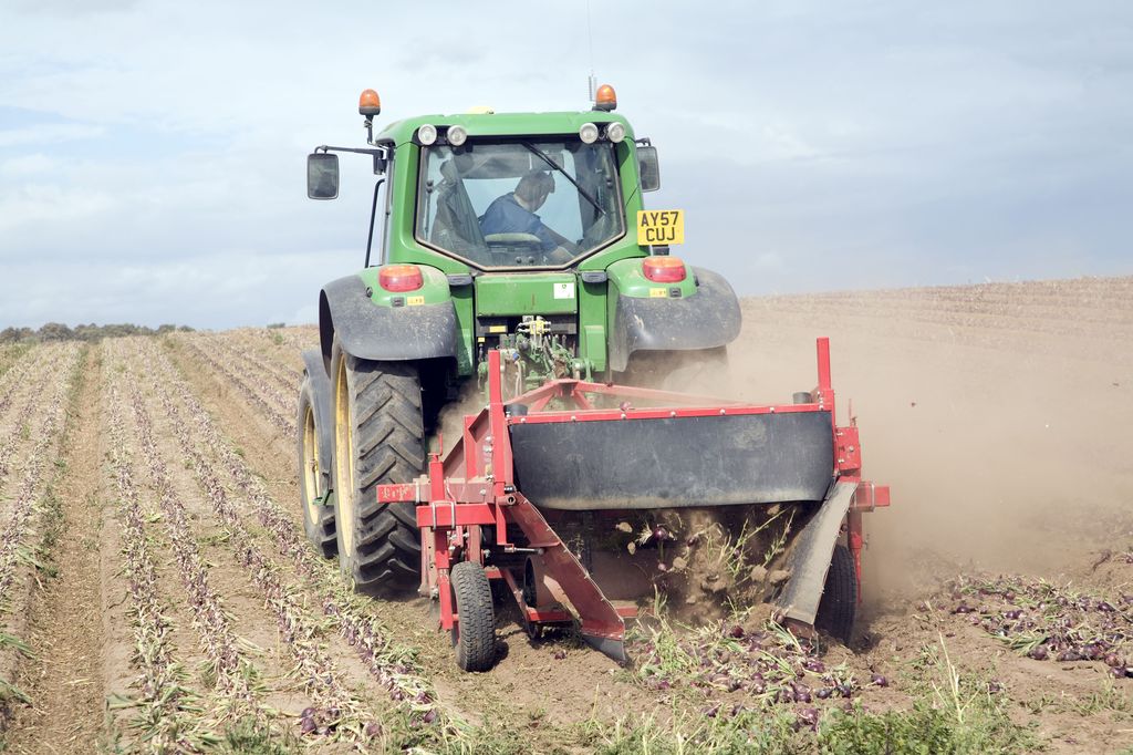 Traktor med redskap bak kjører langs rader i åkeren mens den høster løk. Foto.