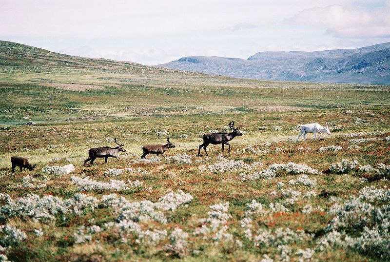 Rein på sommerbeite. Foto.