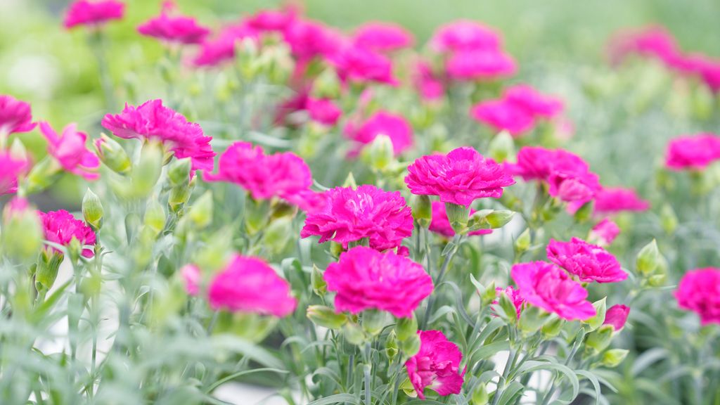 Planter med lilla blomster. Foto.