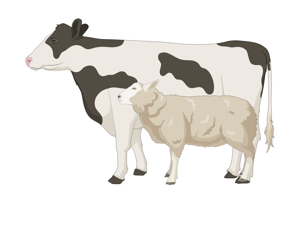 Sau og ku står ved siden av hverandre. Illustrasjon.