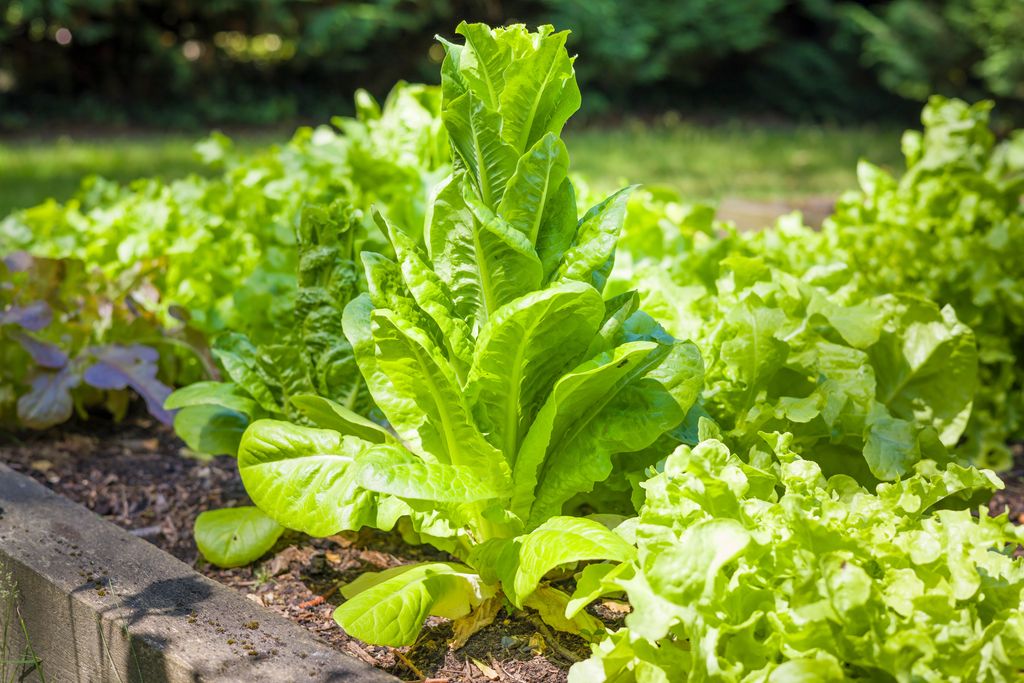 Salat som har gått i stokk, i plantebed. Den ene planta strekker seg høyere opp enn salaten rundt. Foto.