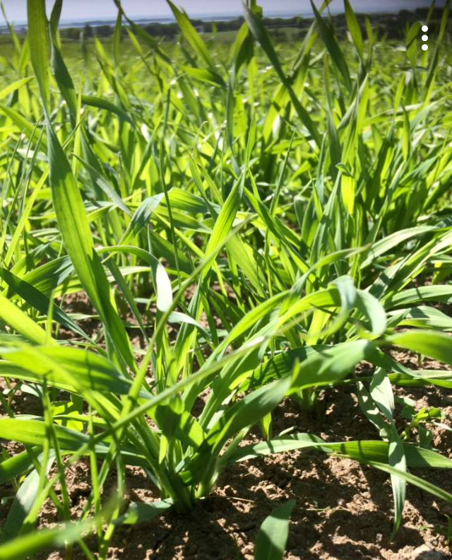 Grasblader kommer opp fra jorda. Foto.