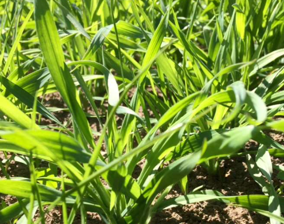 Grasblader kommer opp fra jorda. Foto.