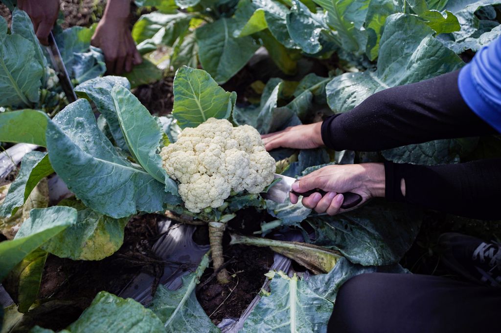 Flere personer bruker kniv mens de høster blomkål i en åker. Foto.
