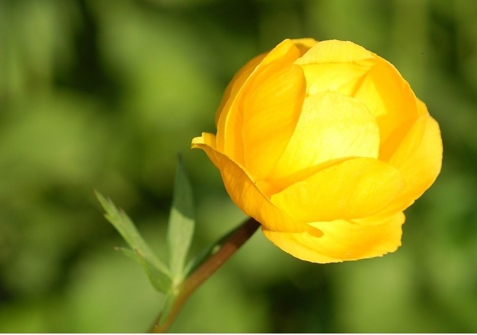 Gul blomst med lagvise kronblader. Foto