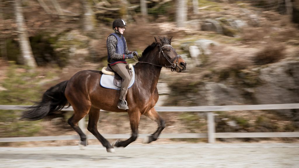 Brun hest med ryttar i fart. Alle fire beina til hesten er løfta frå bakken. Foto.