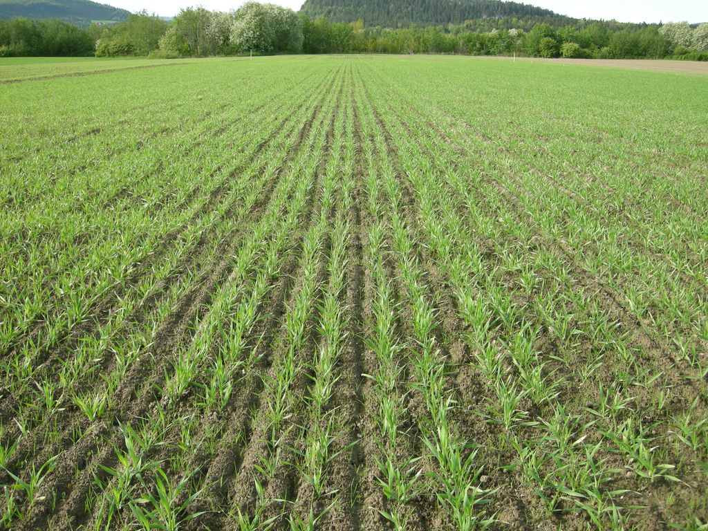 Mange rader med grønne planter på en åker. Foto.