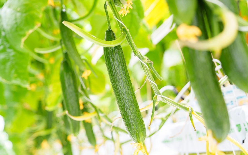 Agurker som henger på plantene. Foto.