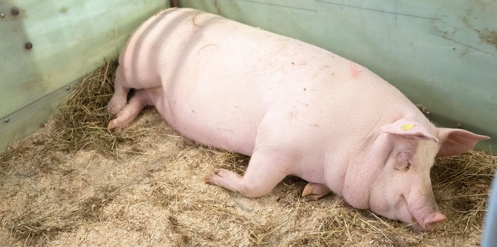 Ei purke ligger og sover i en binge strødd med sagflis og halm. Foto.