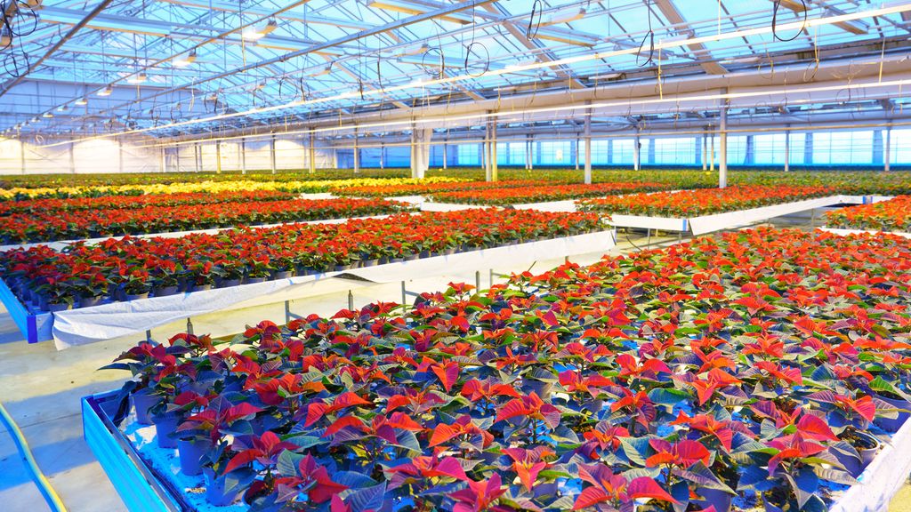 Stort veksthus med mange bord med julestjerner i ulike farger. Foto.