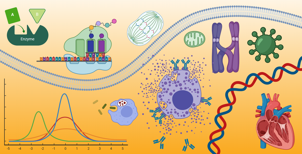 Flere ulike modeller i biologi som er forenklinger av virkeligheten. Illustrasjon.