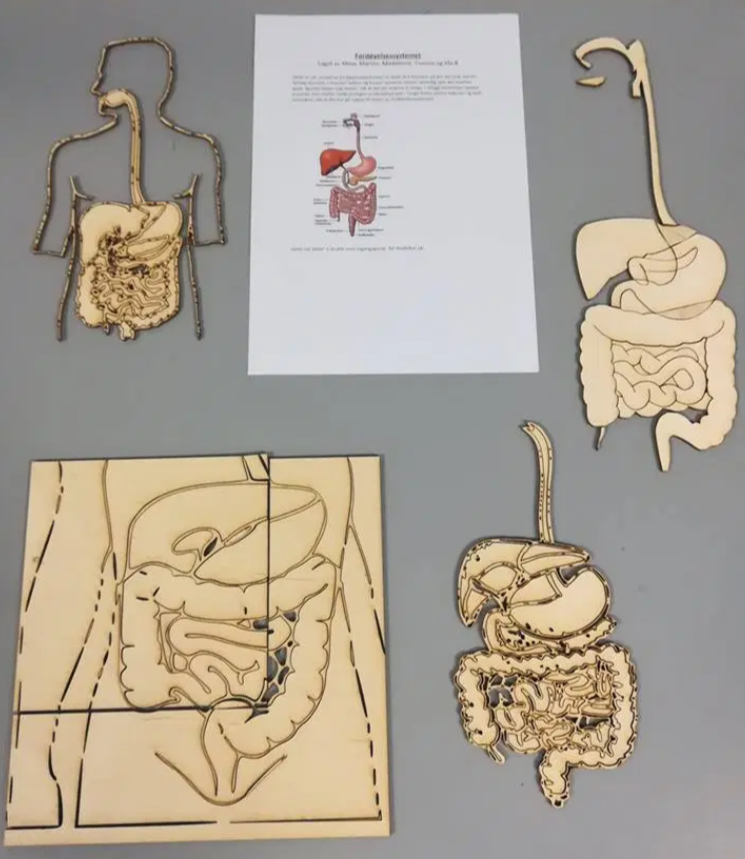 Fire 2D-modeller av fordøyelsen lagd i tre ved bruk av laserkuttere. Foto.
