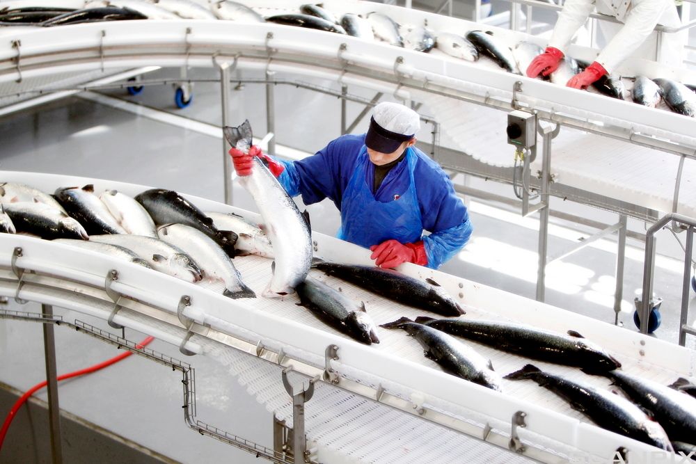 Laks på samlebånd i et fabrikklokale. Person med hansker og beskyttelsesutstyr håndterer fisken. Foto. 