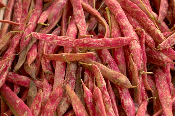 Nærbilde av lange, tynne bønner med rødspraglete farge. Foto.