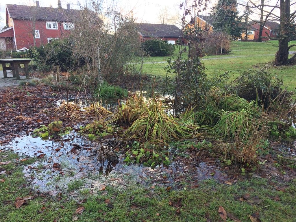 Planter som står i vann i et søkk i terrenget. Foto. 