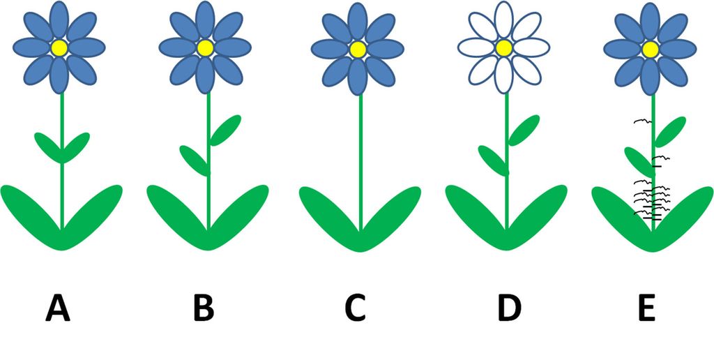 Fem blomster på rekke. Blomst A, B, C og D er blå. Blomst D er hvit. Illustrasjon. 