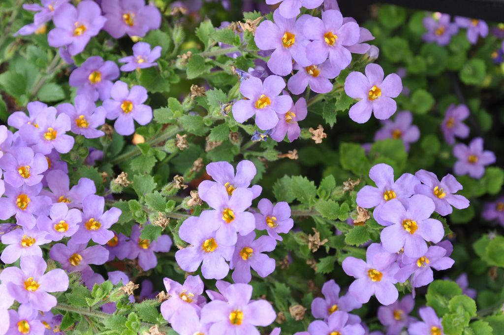 Plante med lilla blomster. Foto.