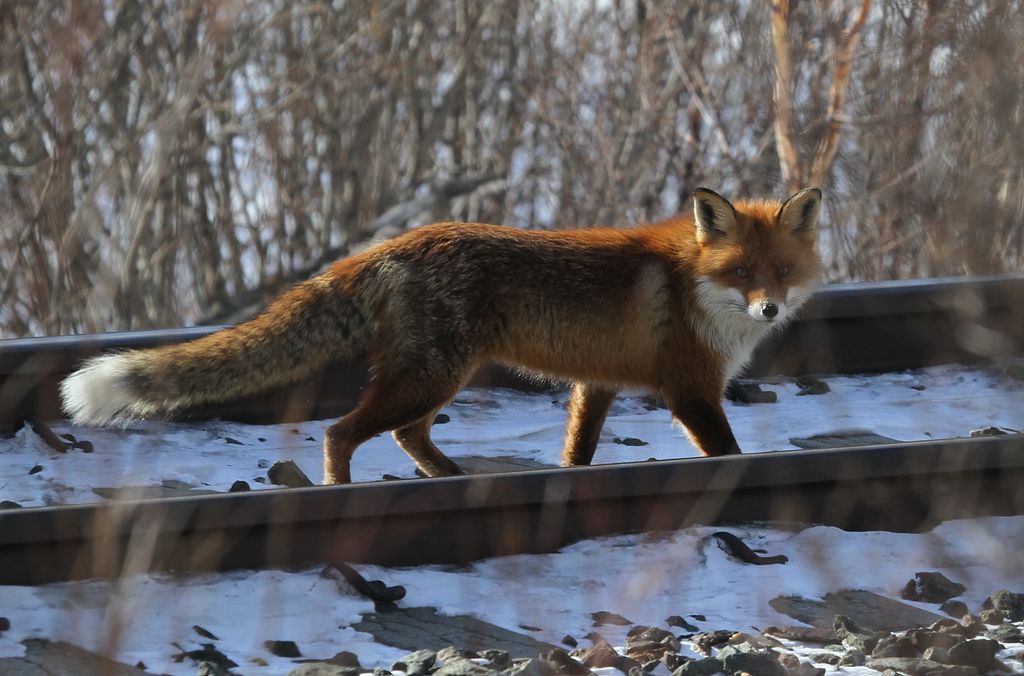 Rødrev går mellom togskinner mens den ser mot fotografen. Foto.