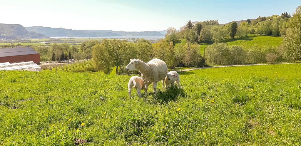 Søye med to lam beiter på ei eng med grønt gras. Foto.
