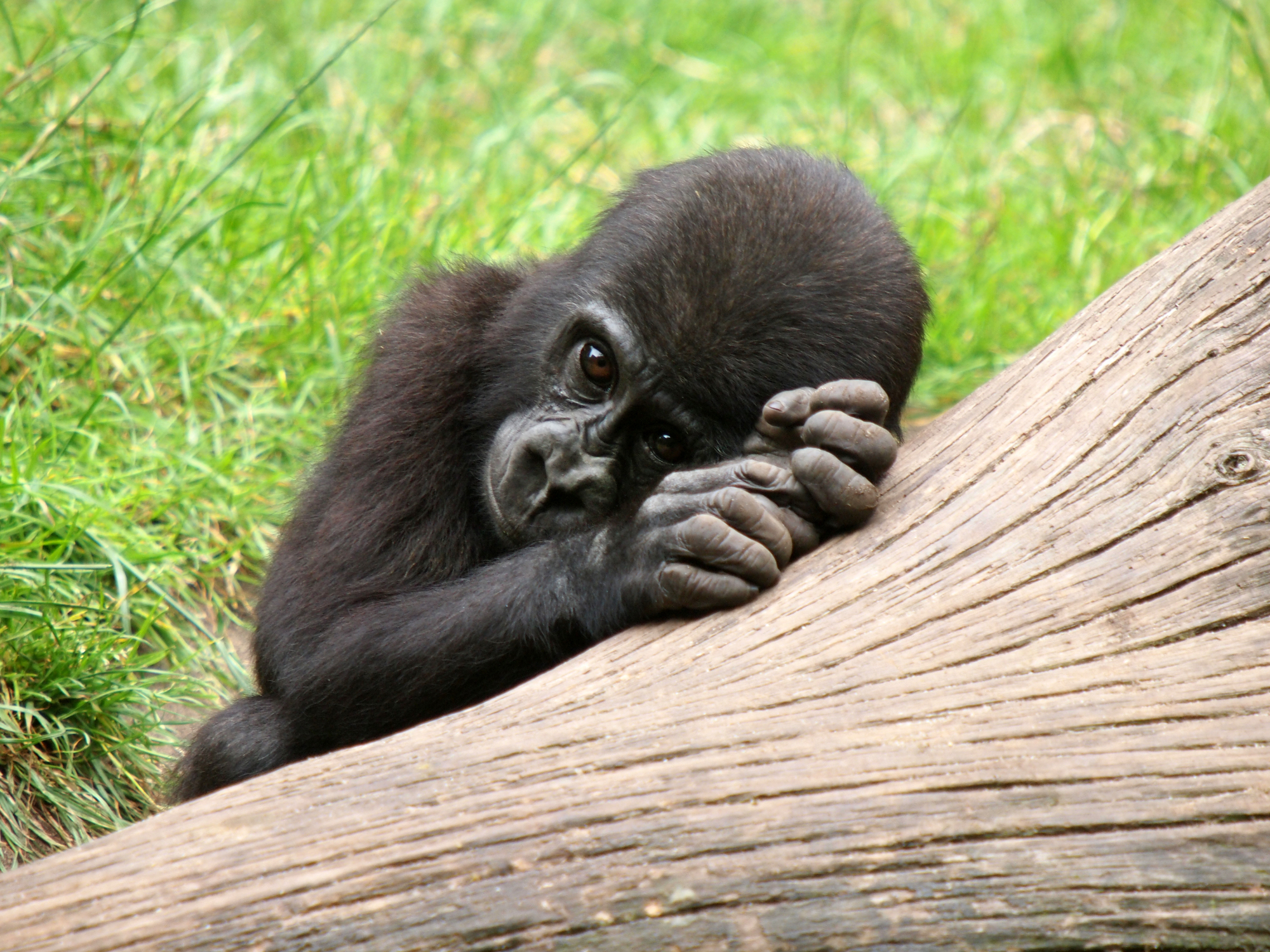 Ein gorillababy kviler seg på ein stamme og ser veldig tankefull ut. Foto.
