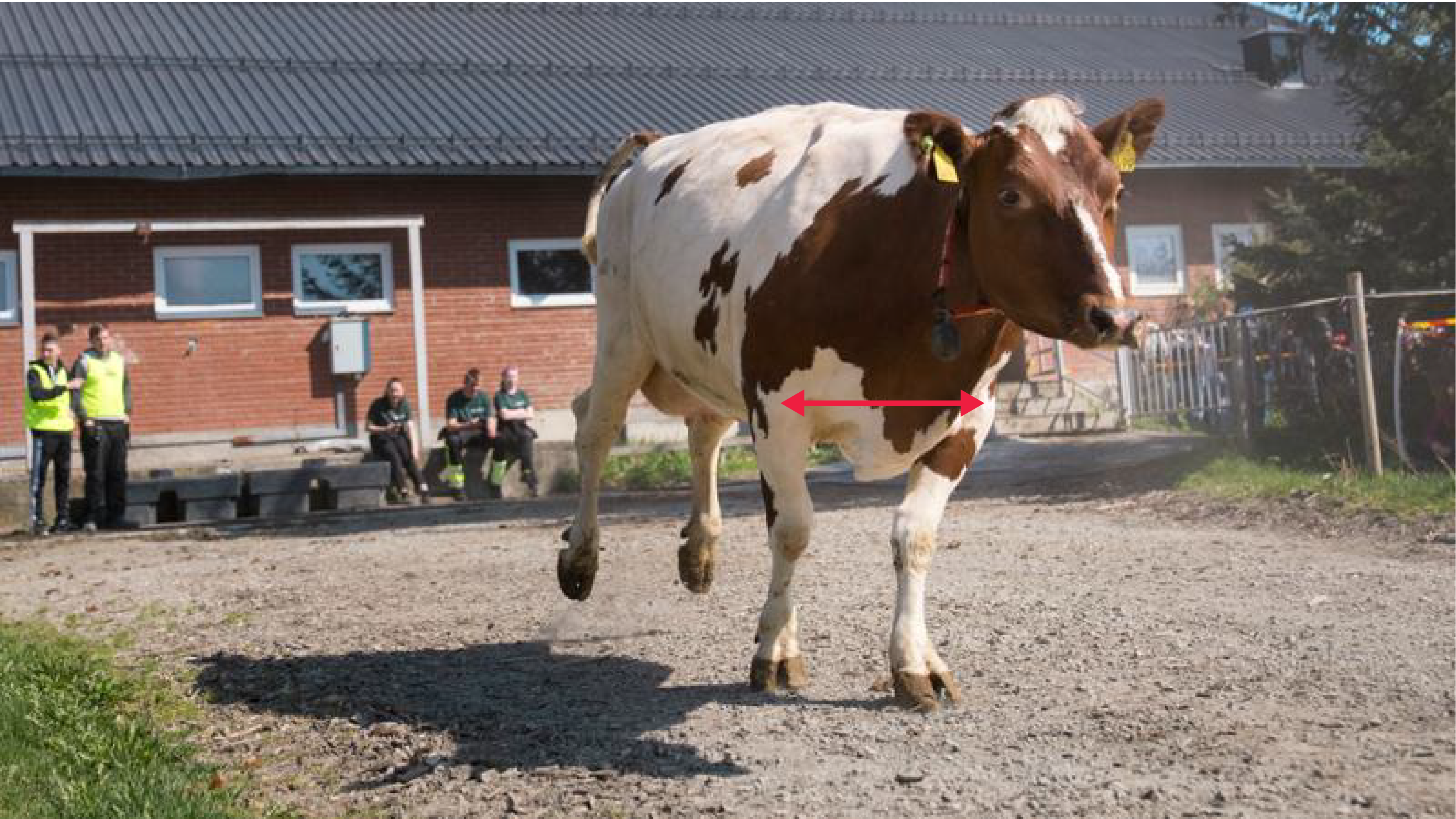 Ku med pil som markerer avstanden mellom frambeina. Foto.