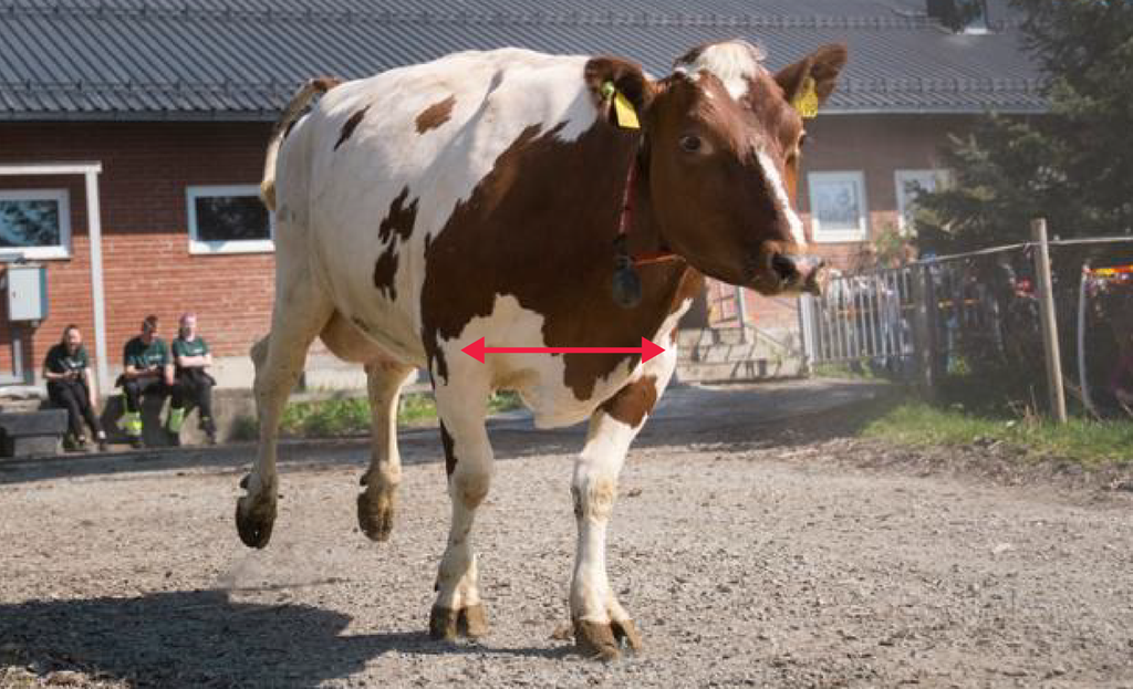 Ku med pil som markerer avstanden mellom frambeina. Foto.