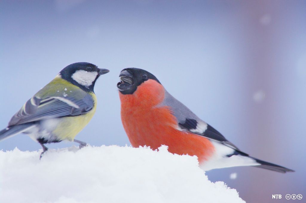 Kjøttmeis og dompap sitter i snøen. Foto.